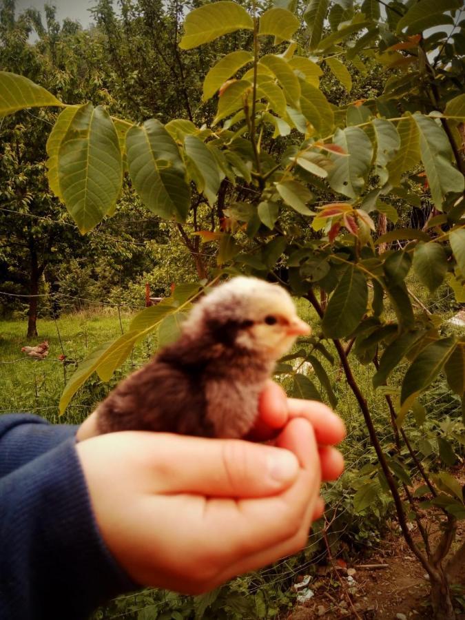 Agroturystyka U Babci Czchow Kültér fotó