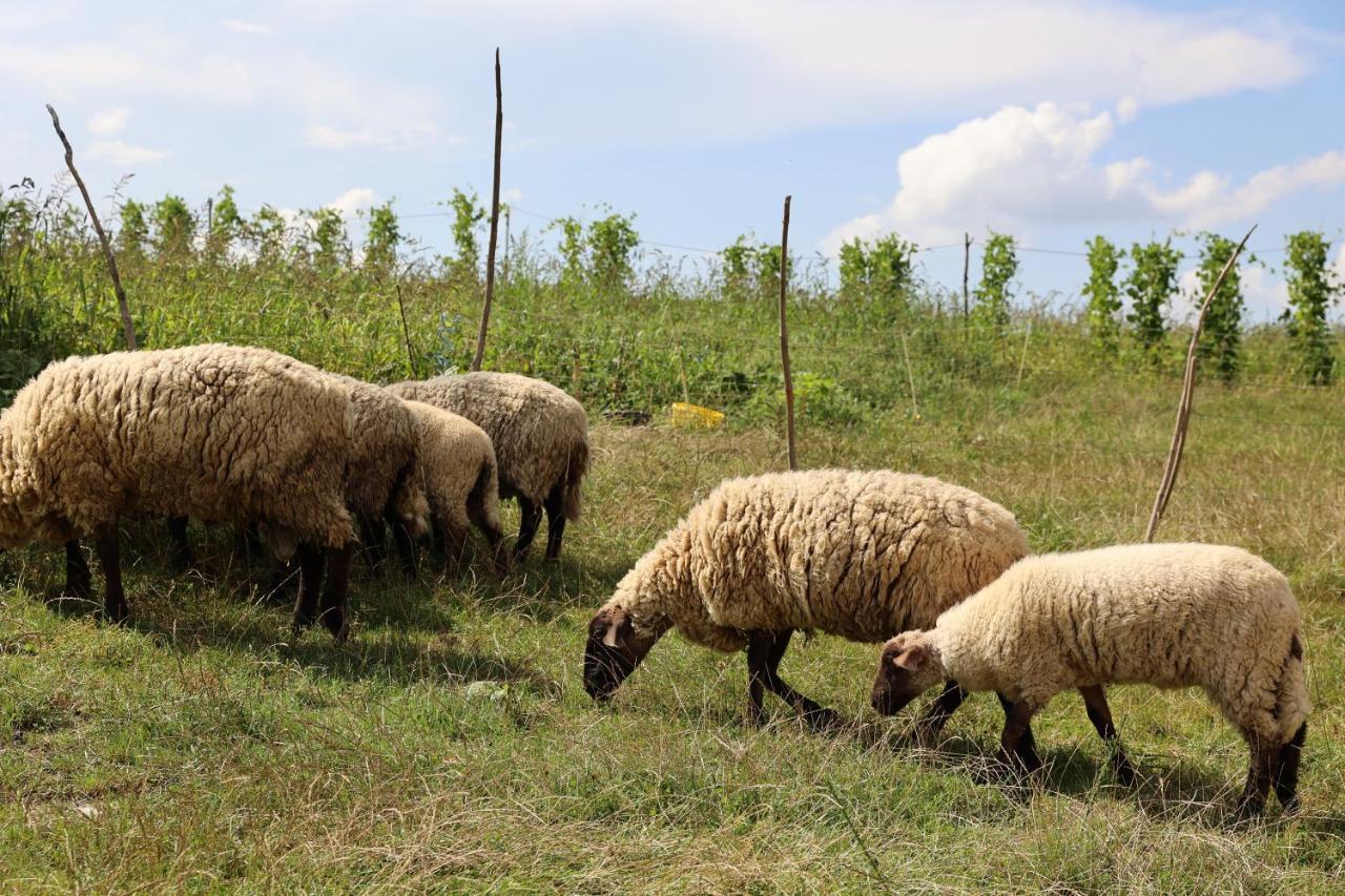 Agroturystyka U Babci Czchow Kültér fotó