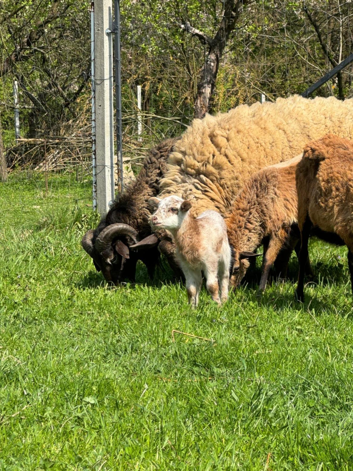 Agroturystyka U Babci Czchow Kültér fotó