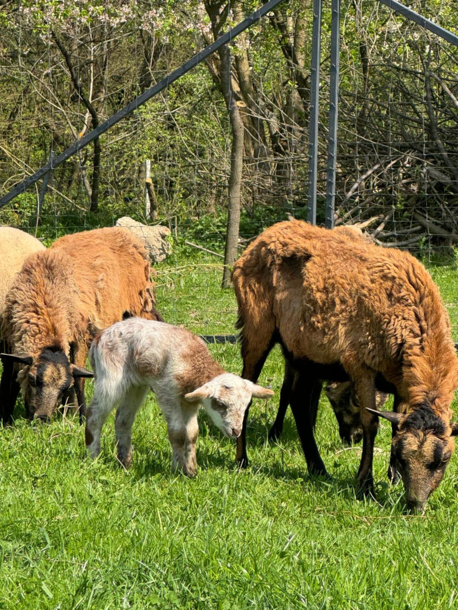 Agroturystyka U Babci Czchow Kültér fotó